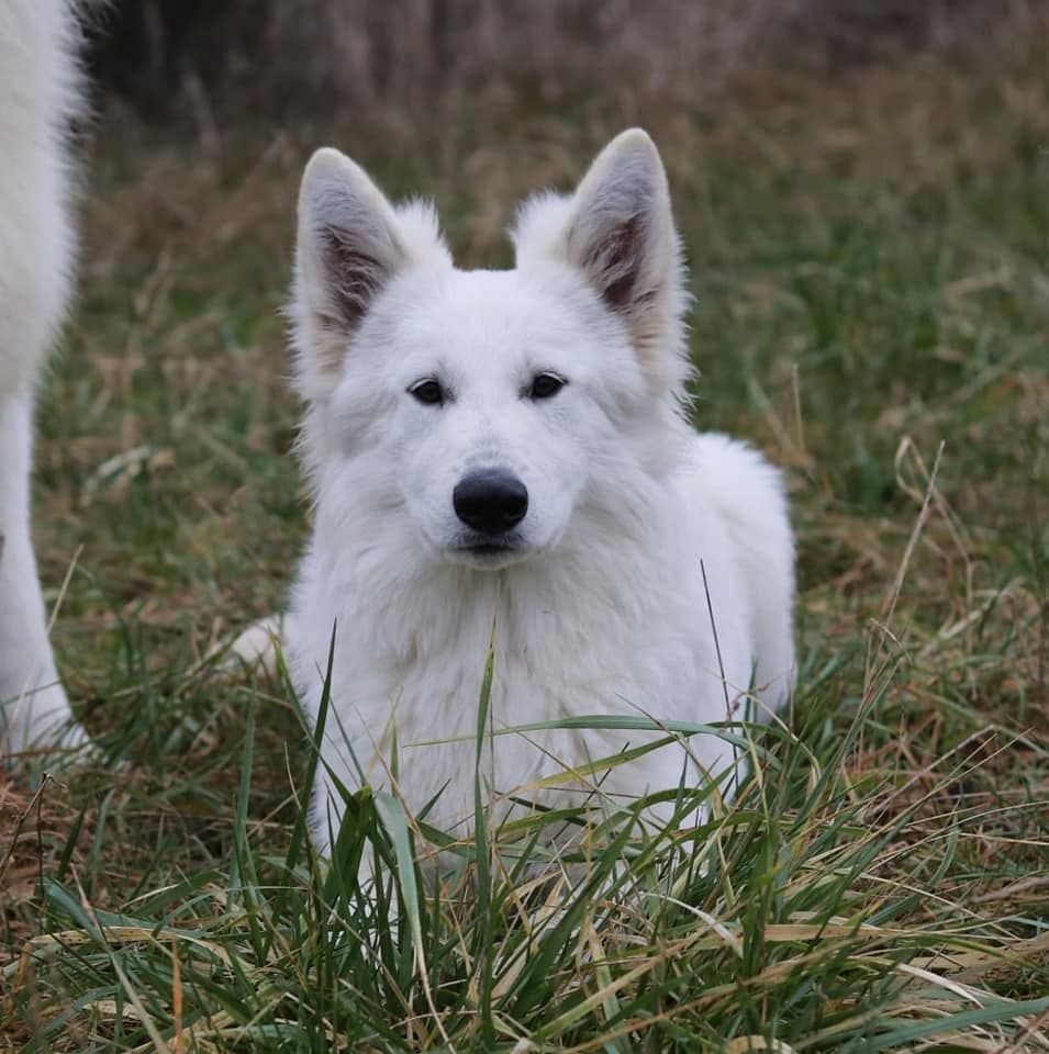 S'mée Des Loups De Normandie