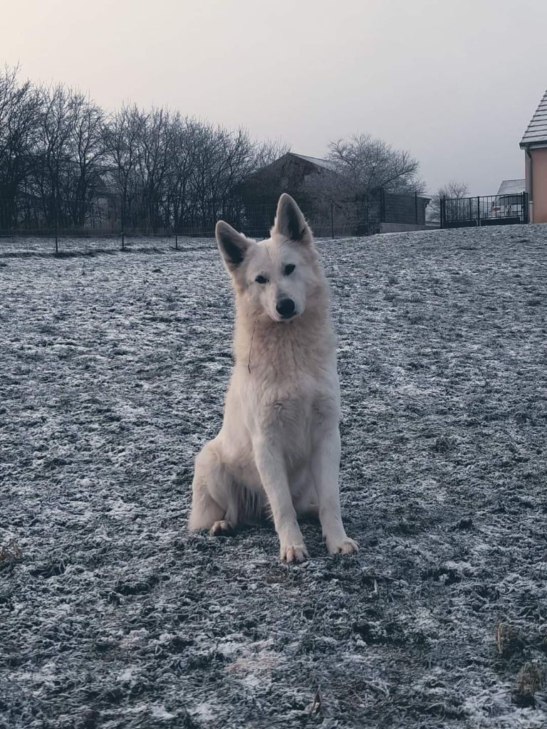 S'mée Des Loups De Normandie