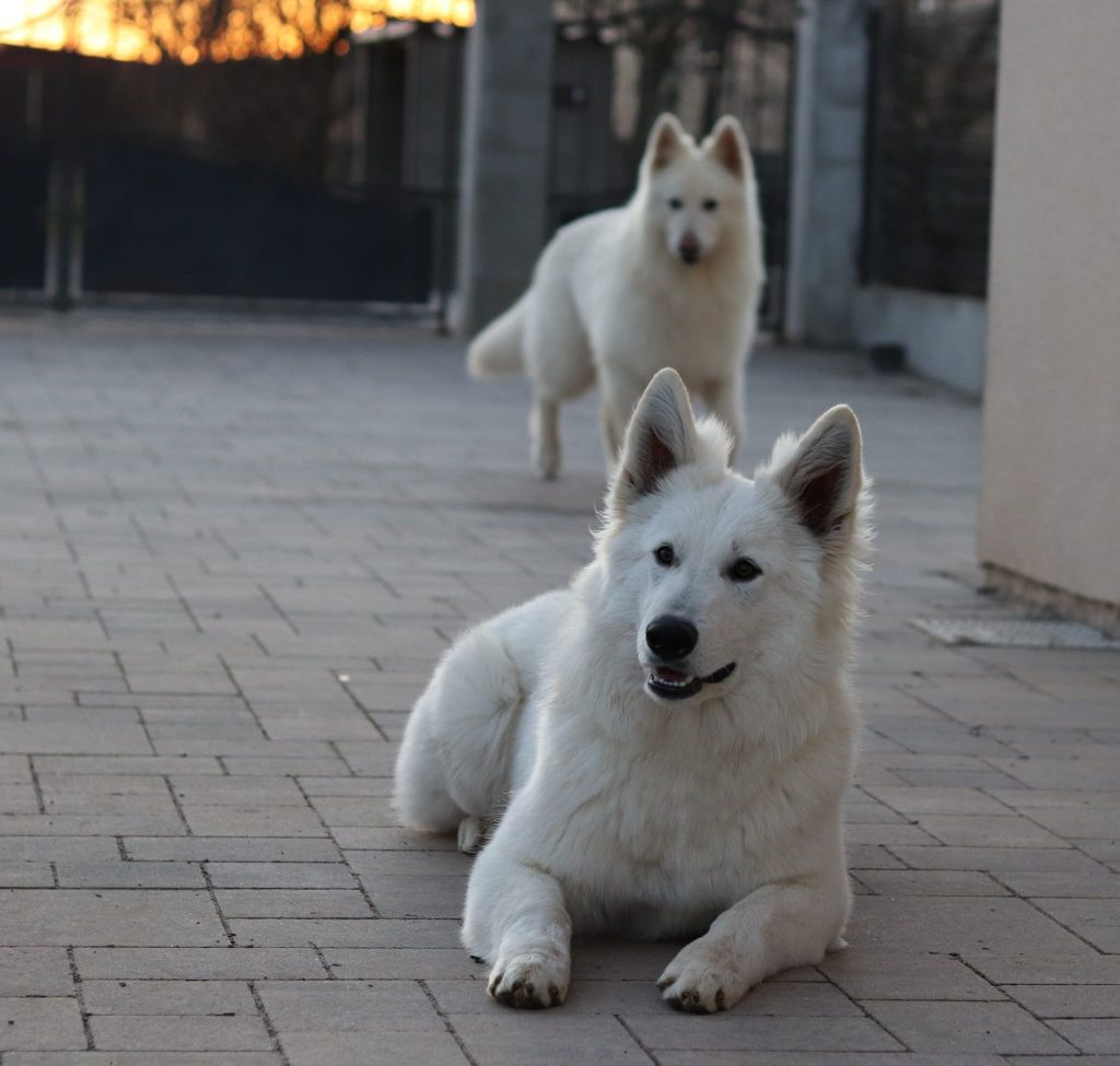 S'mée Des Loups De Normandie