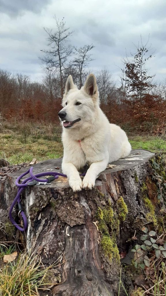 S'mée Des Loups De Normandie