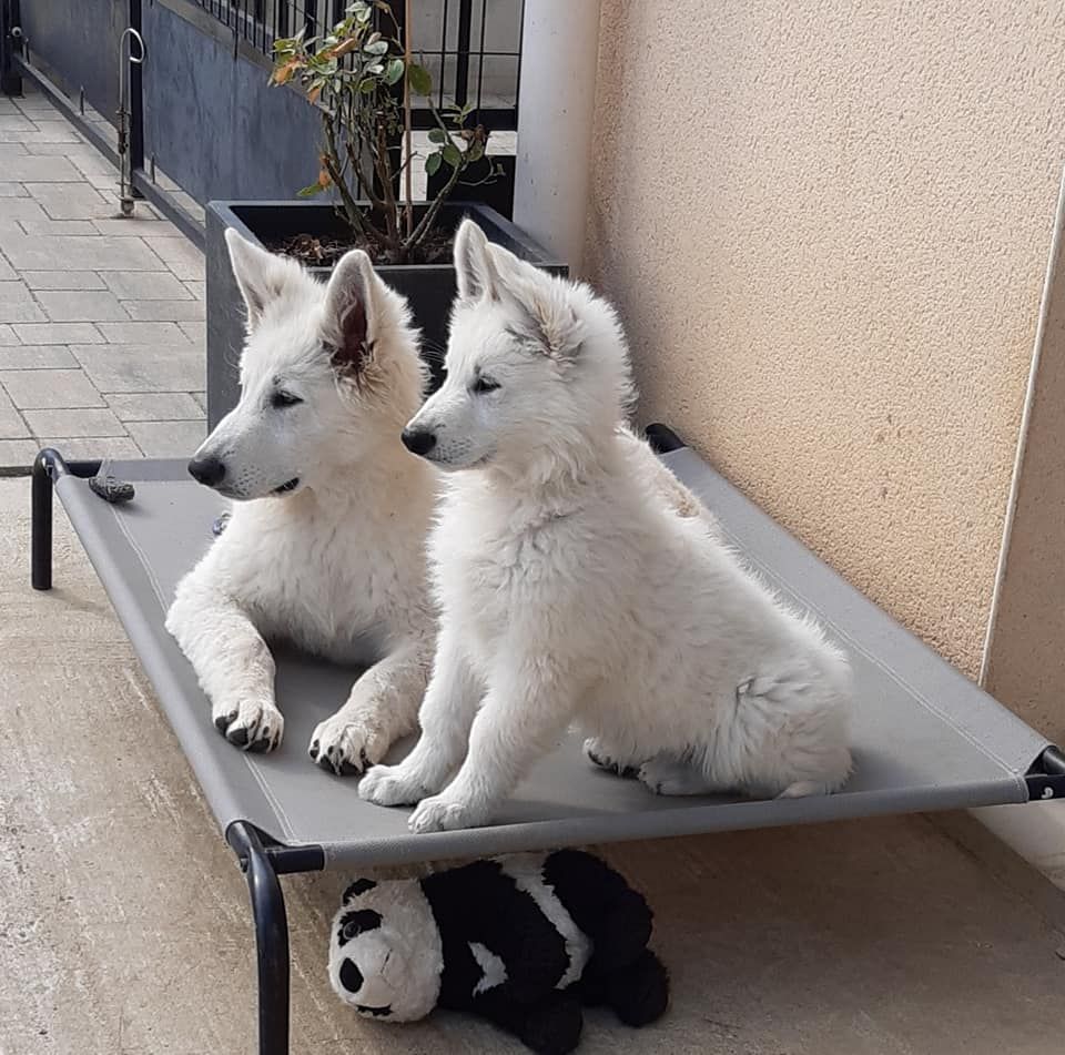 S'mée Des Loups De Normandie