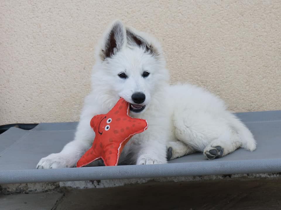 S'mée Des Loups De Normandie