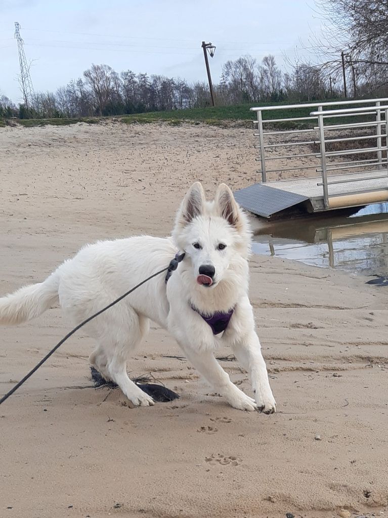 S'mée Des Loups De Normandie