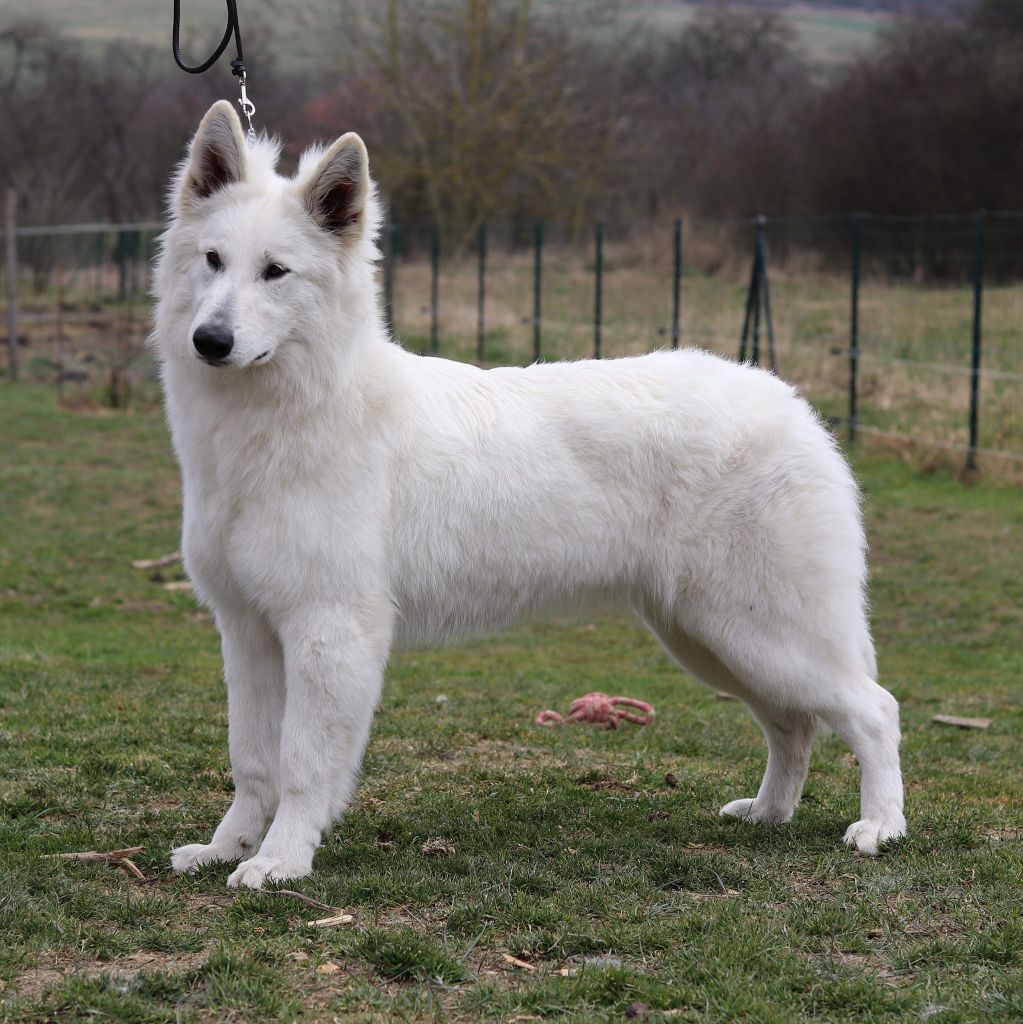 S'mée Des Loups De Normandie