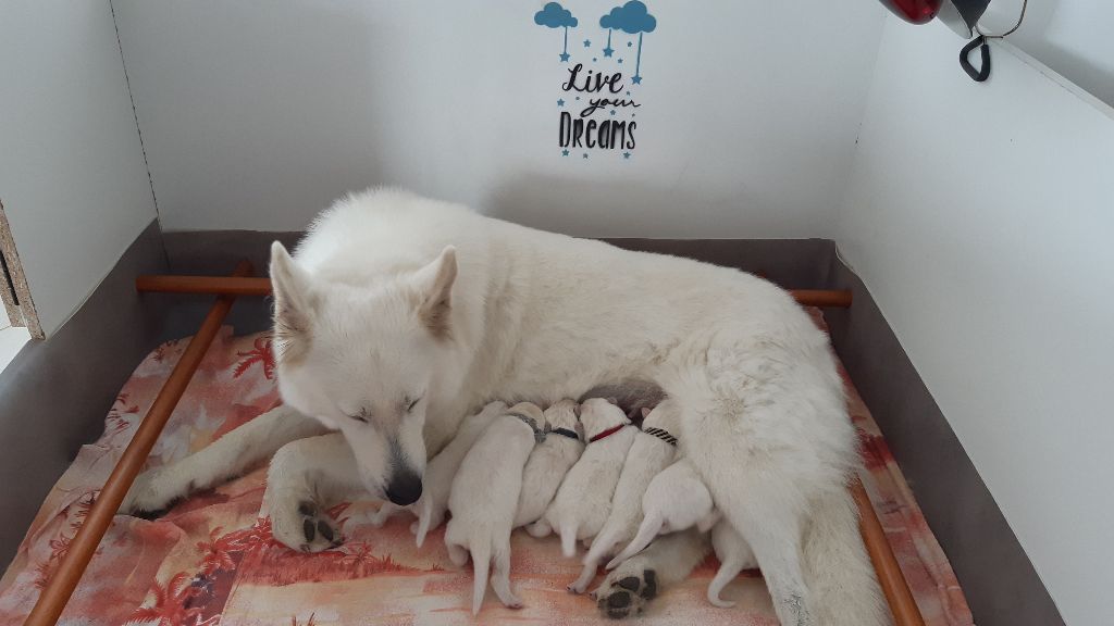 Of Farah's Pearls - Berger Blanc Suisse - Portée née le 12/06/2019