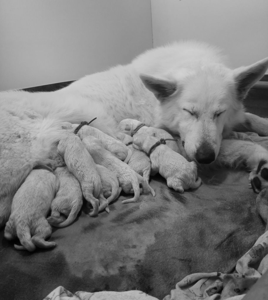 chiot Berger Blanc Suisse Of Farah's Pearls