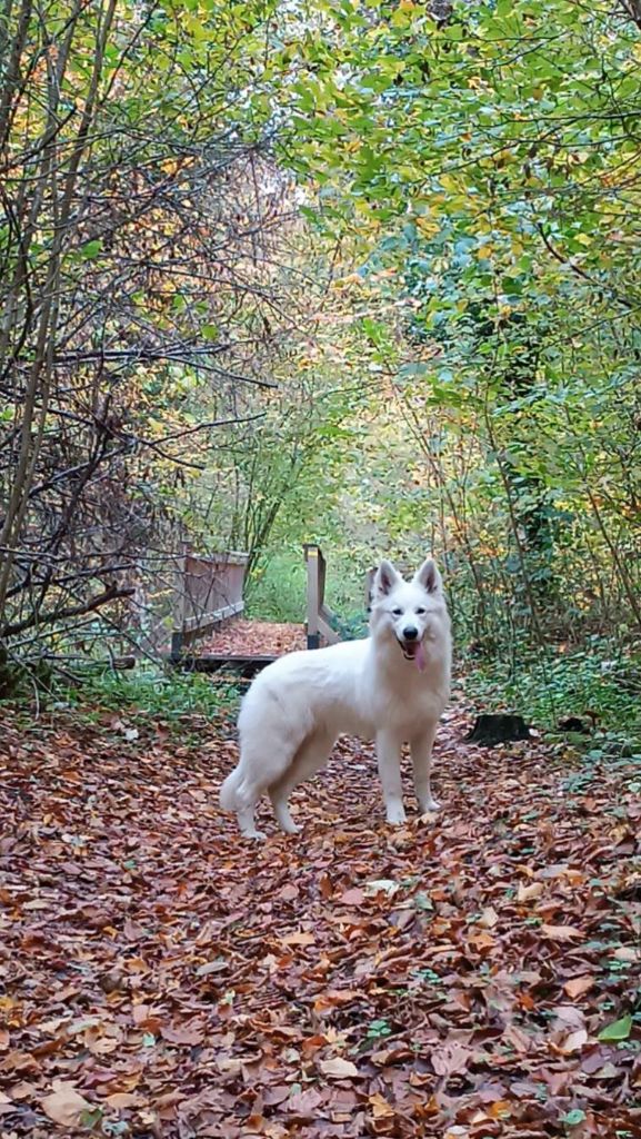 Azumi Of Farah's Pearls