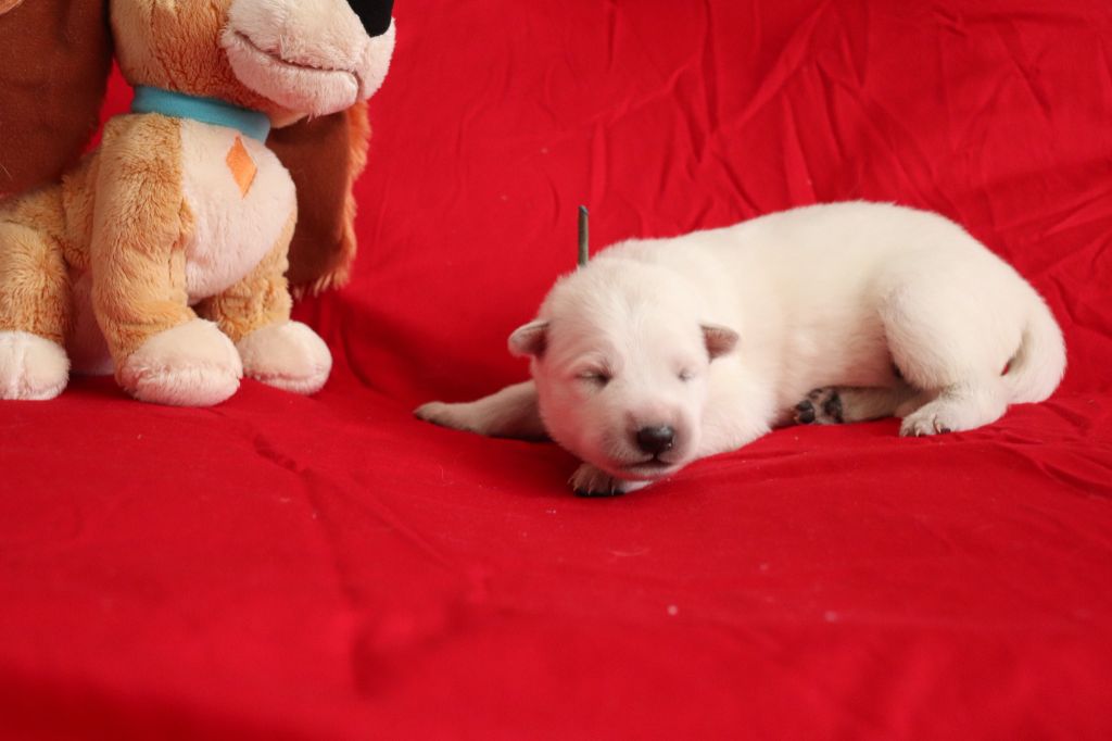 Of Farah's Pearls - Chiots disponibles - Berger Blanc Suisse