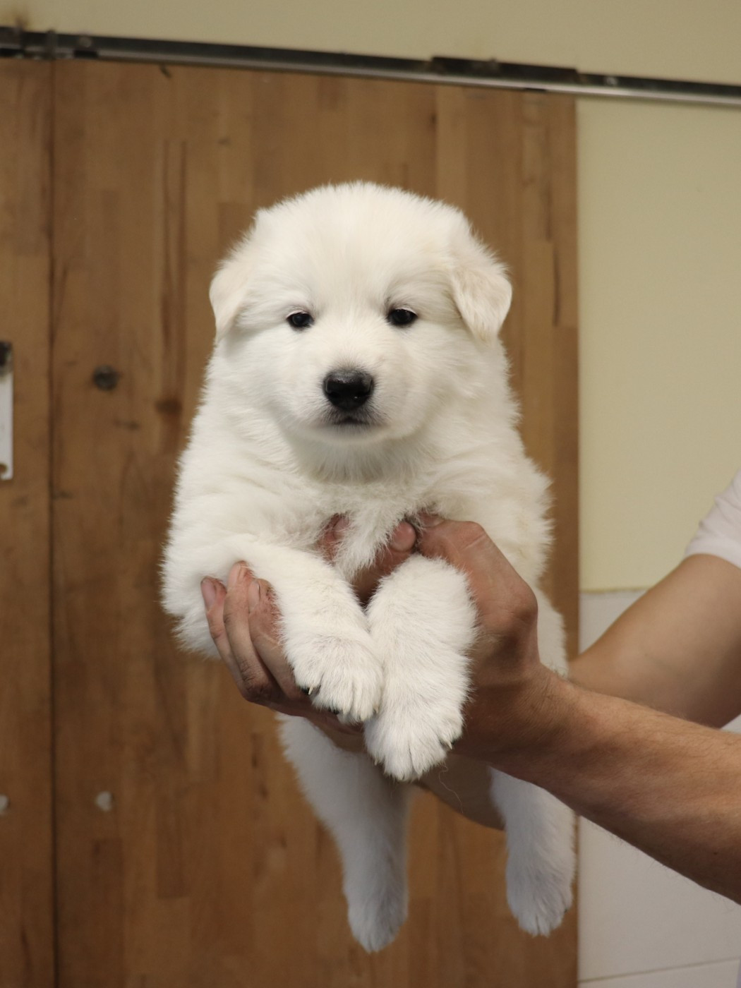 Of Farah's Pearls - Chiots disponibles - Berger Blanc Suisse