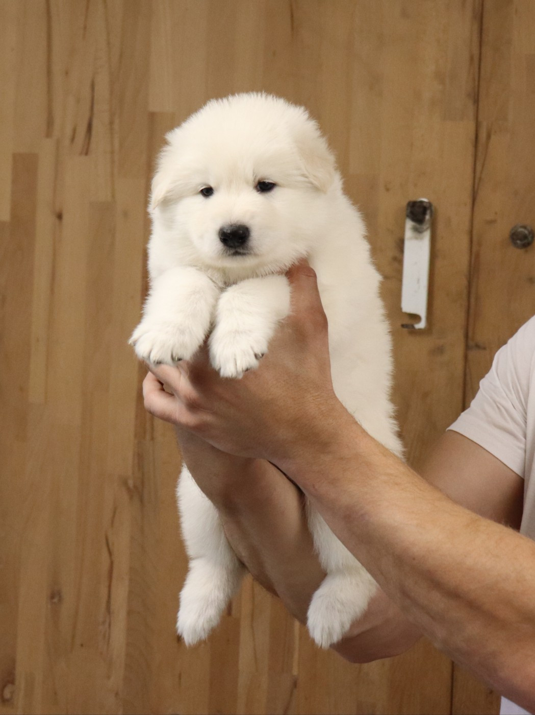 Of Farah's Pearls - Chiots disponibles - Berger Blanc Suisse