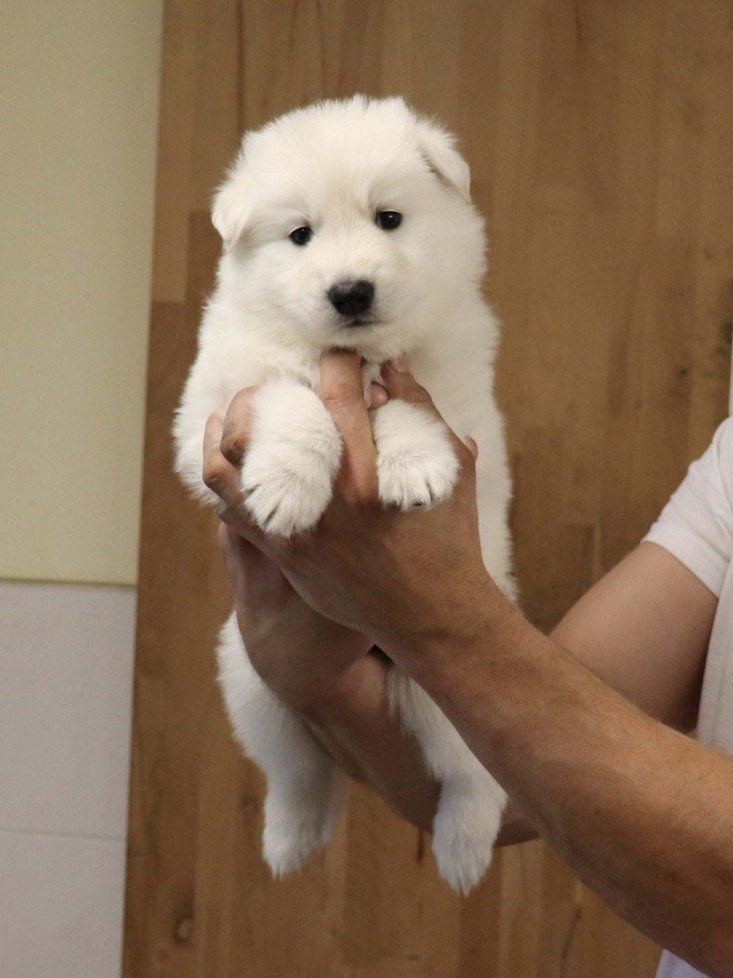 Of Farah's Pearls - Chiots disponibles - Berger Blanc Suisse