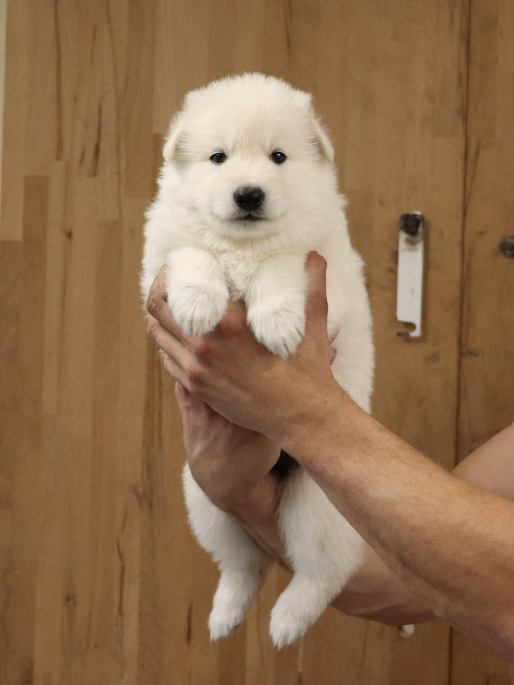 Of Farah's Pearls - Chiots disponibles - Berger Blanc Suisse