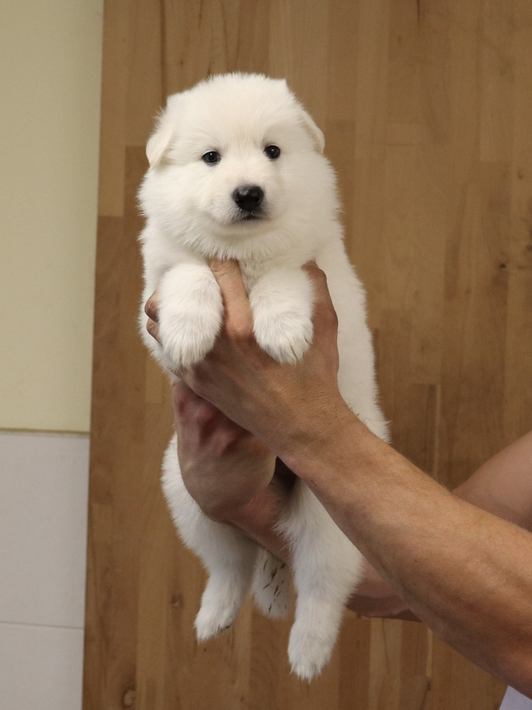 Of Farah's Pearls - Chiots disponibles - Berger Blanc Suisse