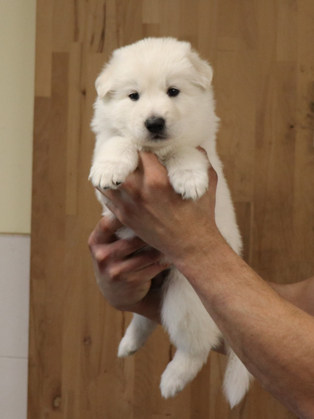 Of Farah's Pearls - Chiots disponibles - Berger Blanc Suisse