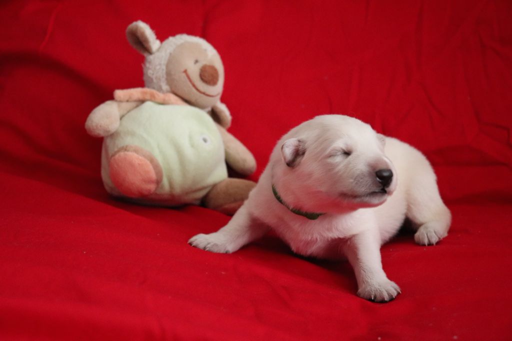 Of Farah's Pearls - Chiots disponibles - Berger Blanc Suisse