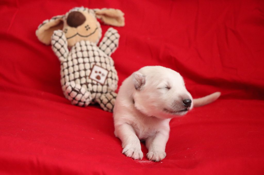 Of Farah's Pearls - Chiots disponibles - Berger Blanc Suisse