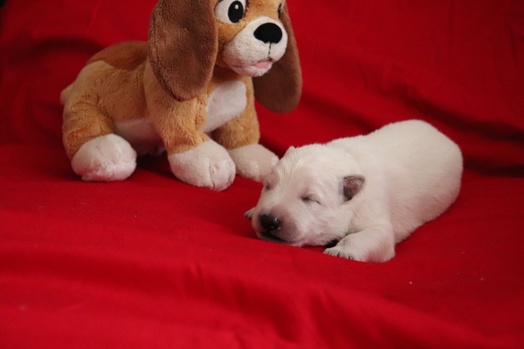 Of Farah's Pearls - Chiots disponibles - Berger Blanc Suisse