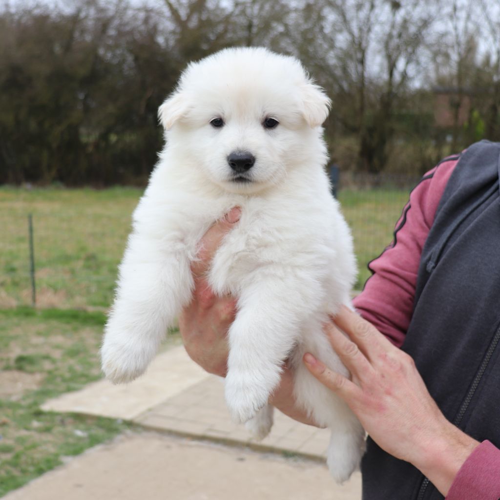 Of Farah's Pearls - Chiots disponibles - Berger Blanc Suisse