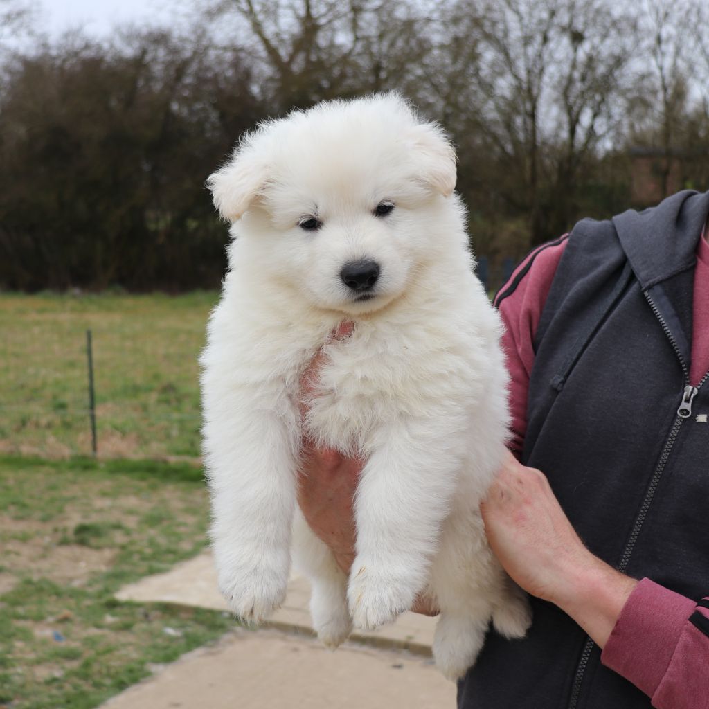 Of Farah's Pearls - Chiots disponibles - Berger Blanc Suisse