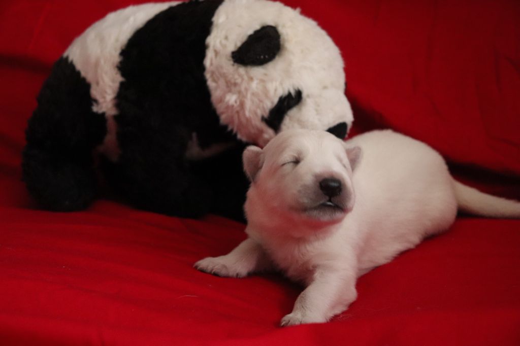 Of Farah's Pearls - Chiots disponibles - Berger Blanc Suisse