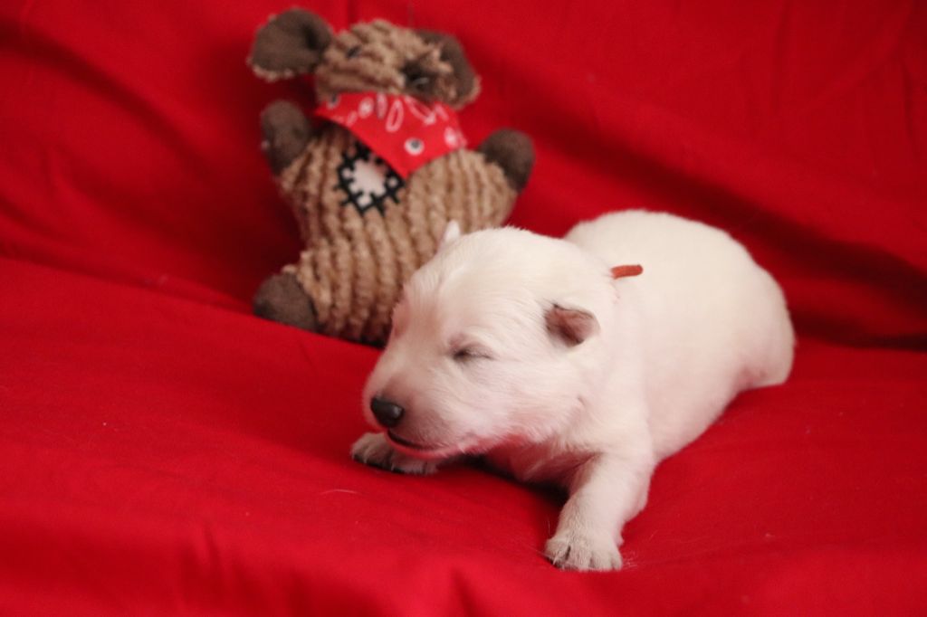 Of Farah's Pearls - Chiots disponibles - Berger Blanc Suisse